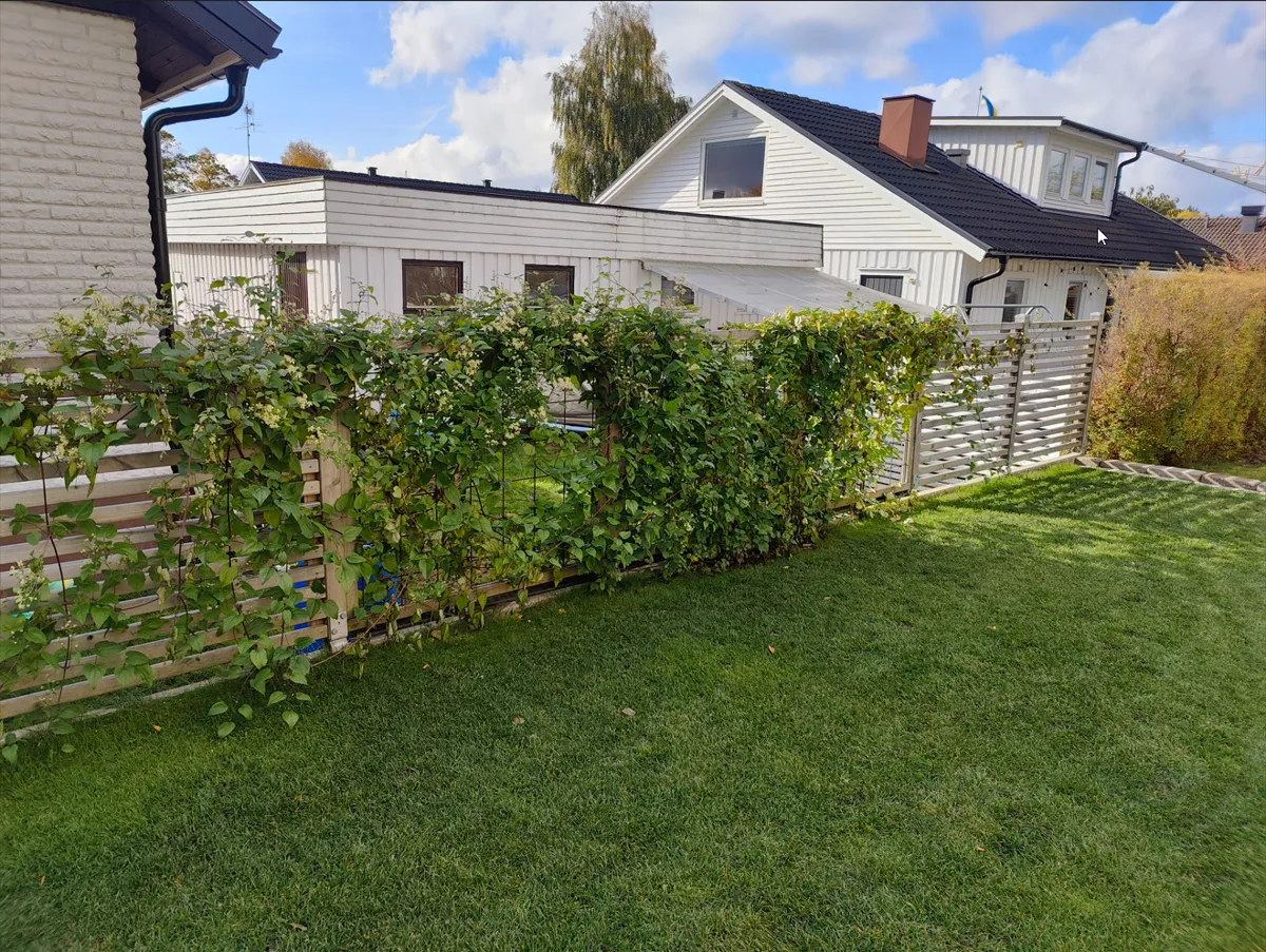 Spaljé för klätterväxter i köksträdgården