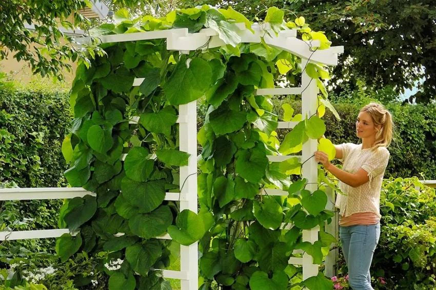 Bygga spaljé för klätterväxter som lyfter din trädgård