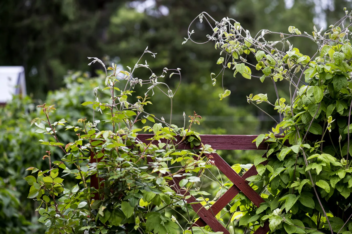 Välj rätt material för din spaljé