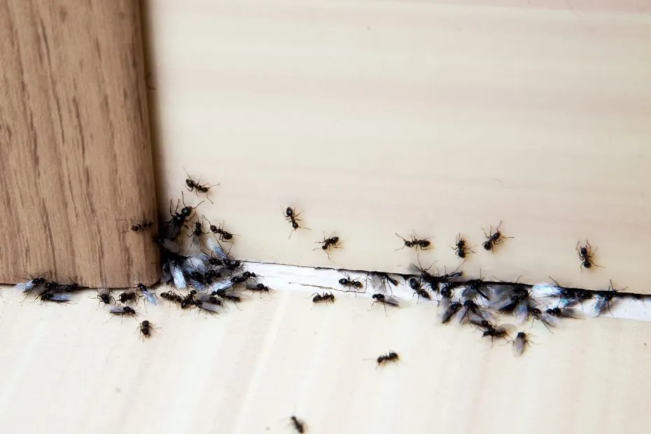 Effektiva metoder för att bli av med små kryp